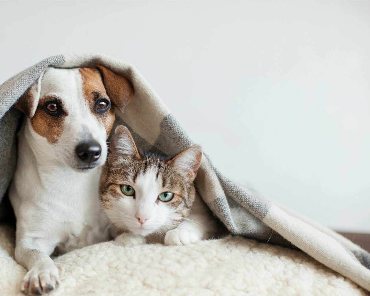 Legalease- Pet Insurance